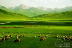  怎么运营畜牧行业微信公众号方法大揭秘